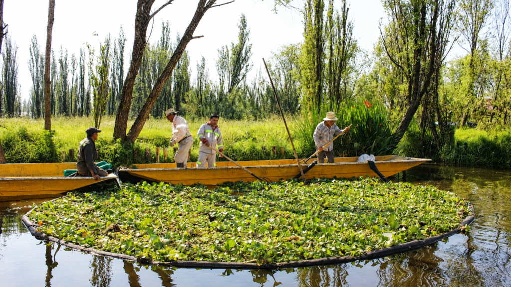 Chinampas de Xochimilco: la Agricultura Ancestral que Sigue Viva